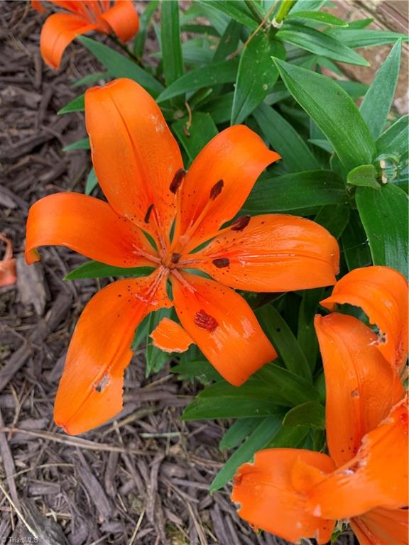 935 Rhine Road Germanton, NC 27019 - Photo 45 of 50