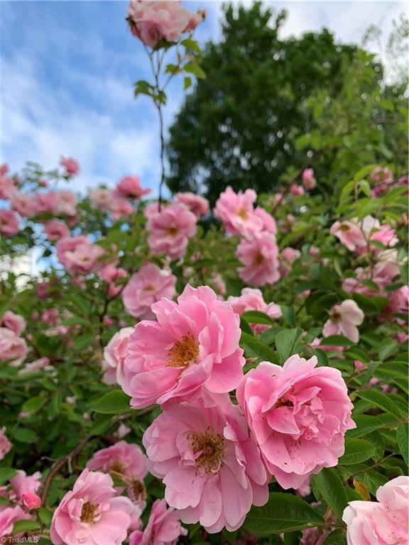 935 Rhine Road Germanton, NC 27019 - Photo 46 of 50