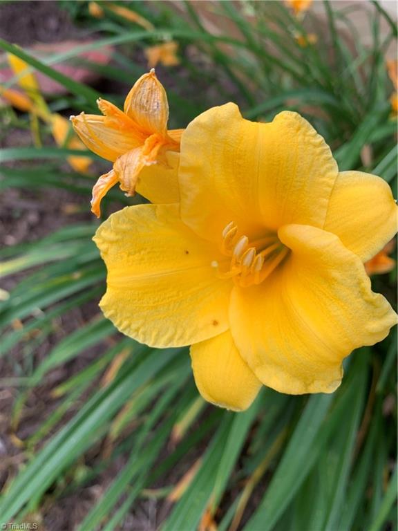 935 Rhine Road Germanton, NC 27019 - Photo 48 of 50