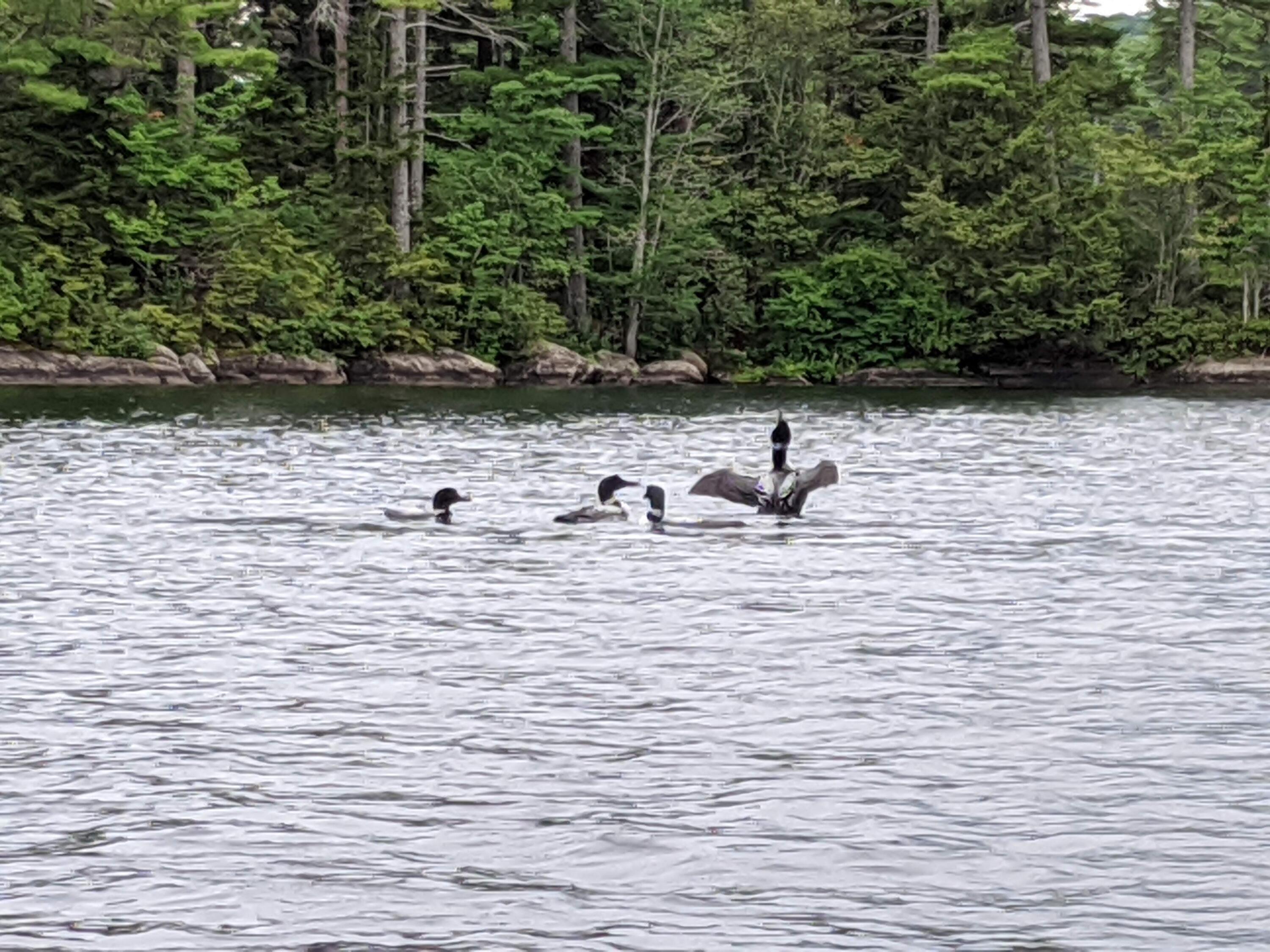 78 Sunset Road Dedham, ME 04429 - Photo 58 of 62 IMG_20200728_132633