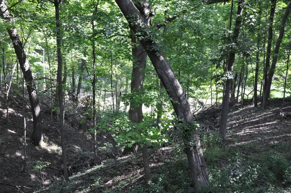 a view of forest