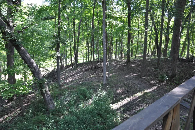 a view of a forest with trees in the background