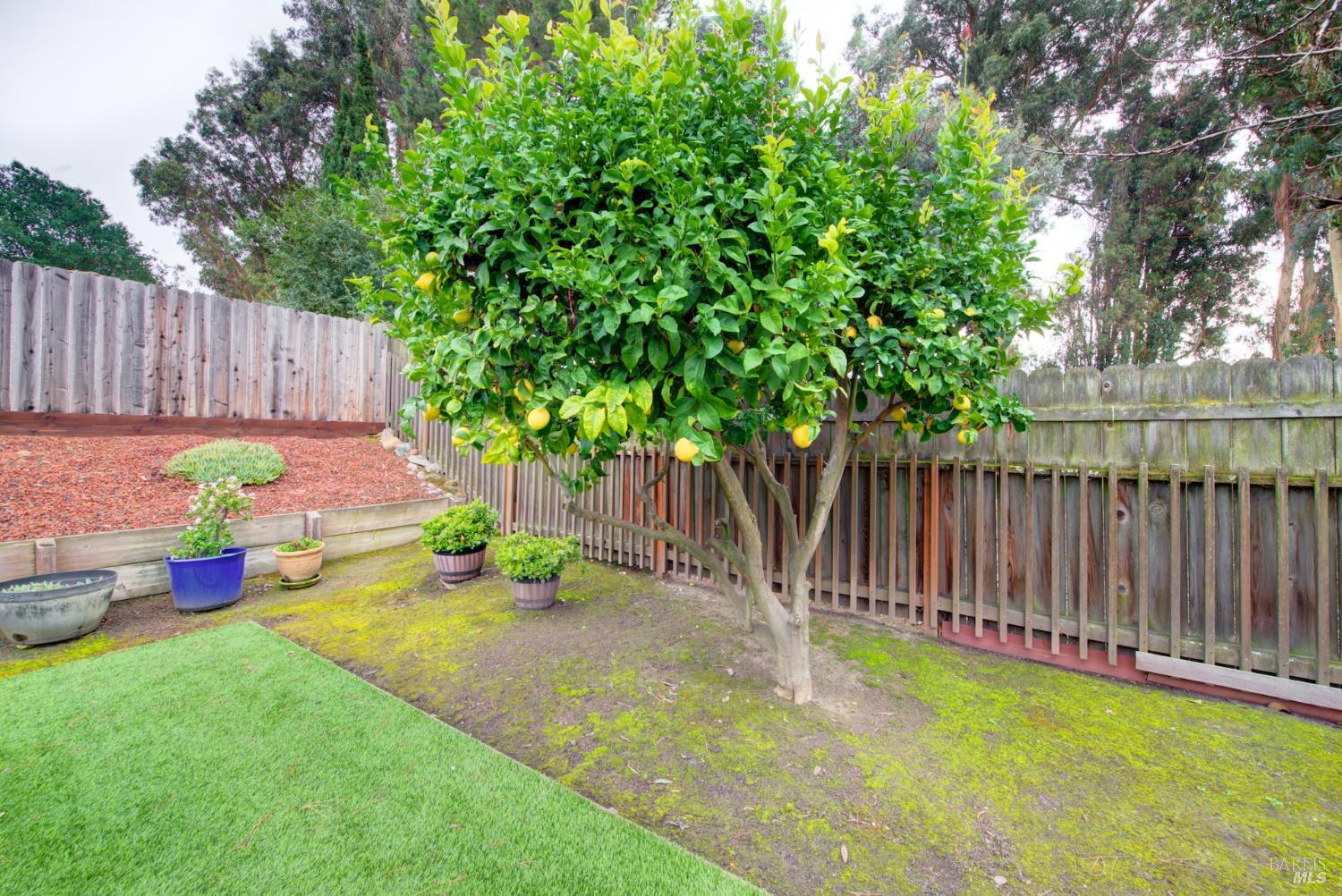 909 Seascape Circle Rodeo, CA 94572 - Photo 30 of 44 Lemon tree