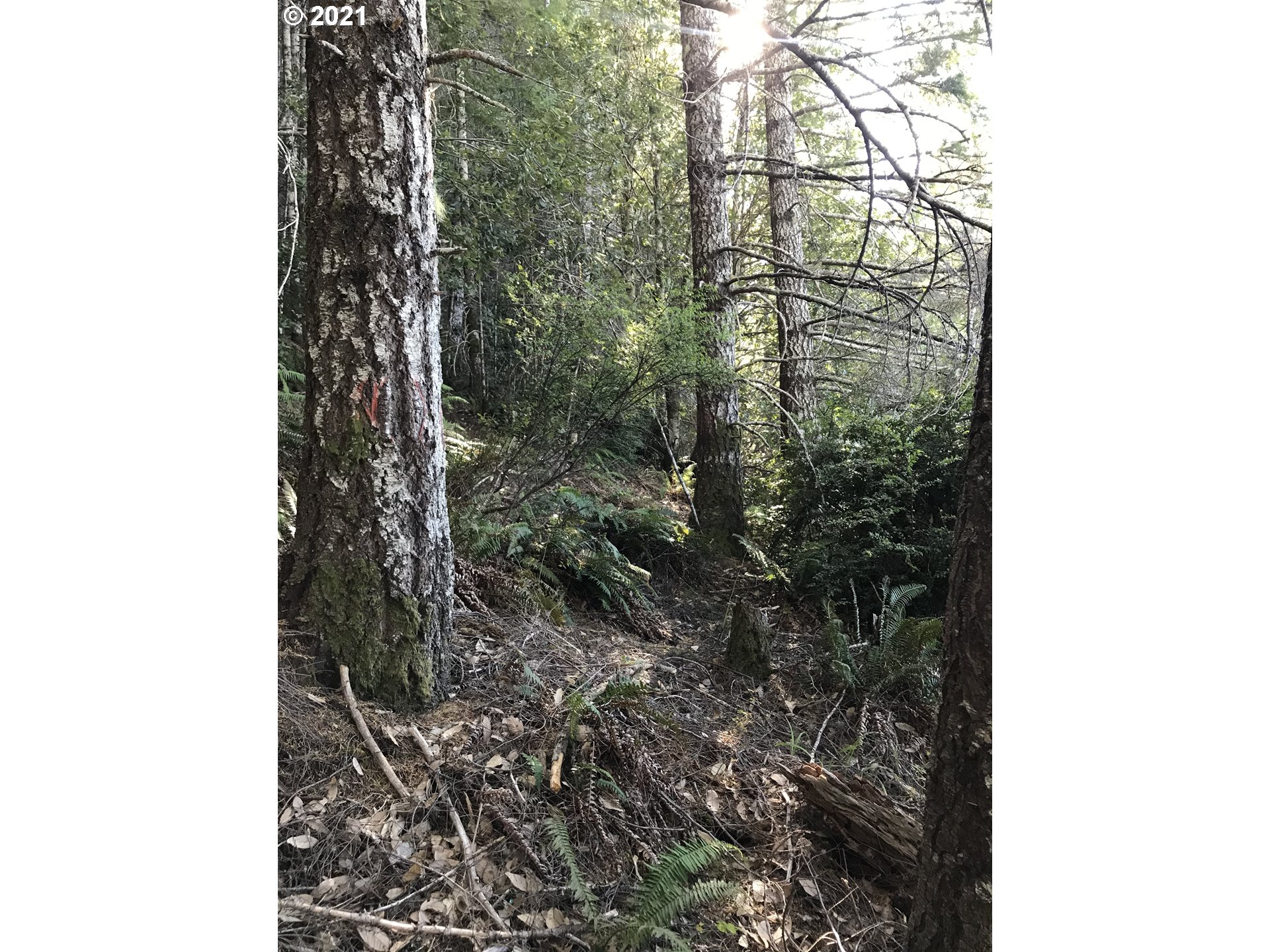 Grizzly Mountain Road, Unit 1500 Gold Beach, OR 97444 - Photo 14 of 19 Gallery Image 14