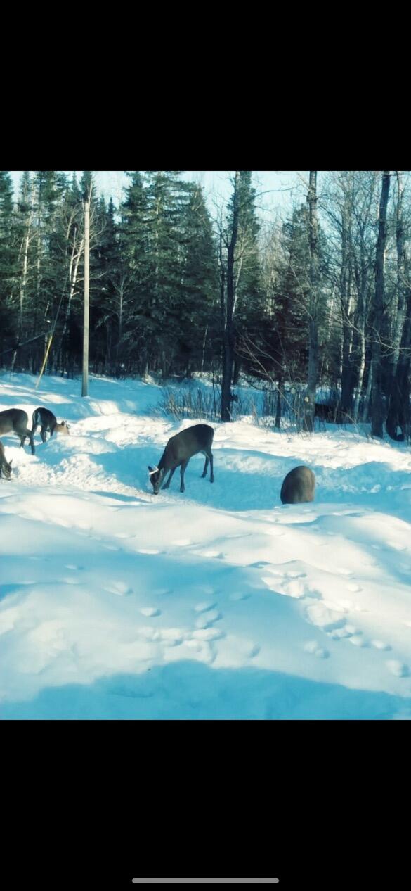 856 Wrightville Road Ashland, ME 04732 - Photo 15 of 20 IMG_2531