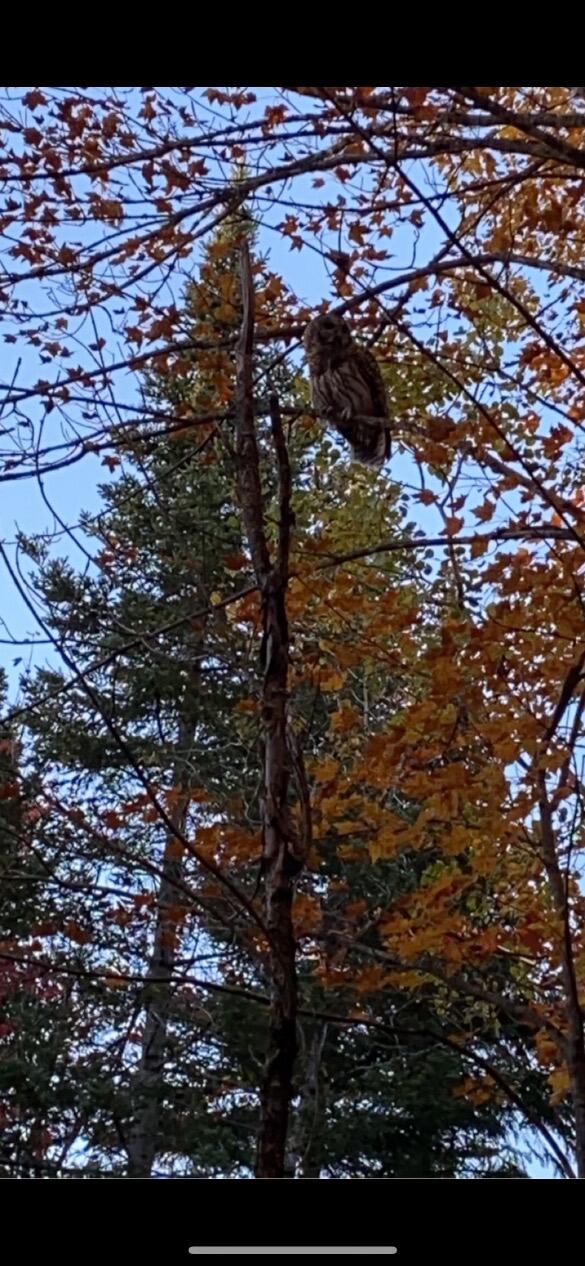 856 Wrightville Road Ashland, ME 04732 - Photo 16 of 20 IMG_2532