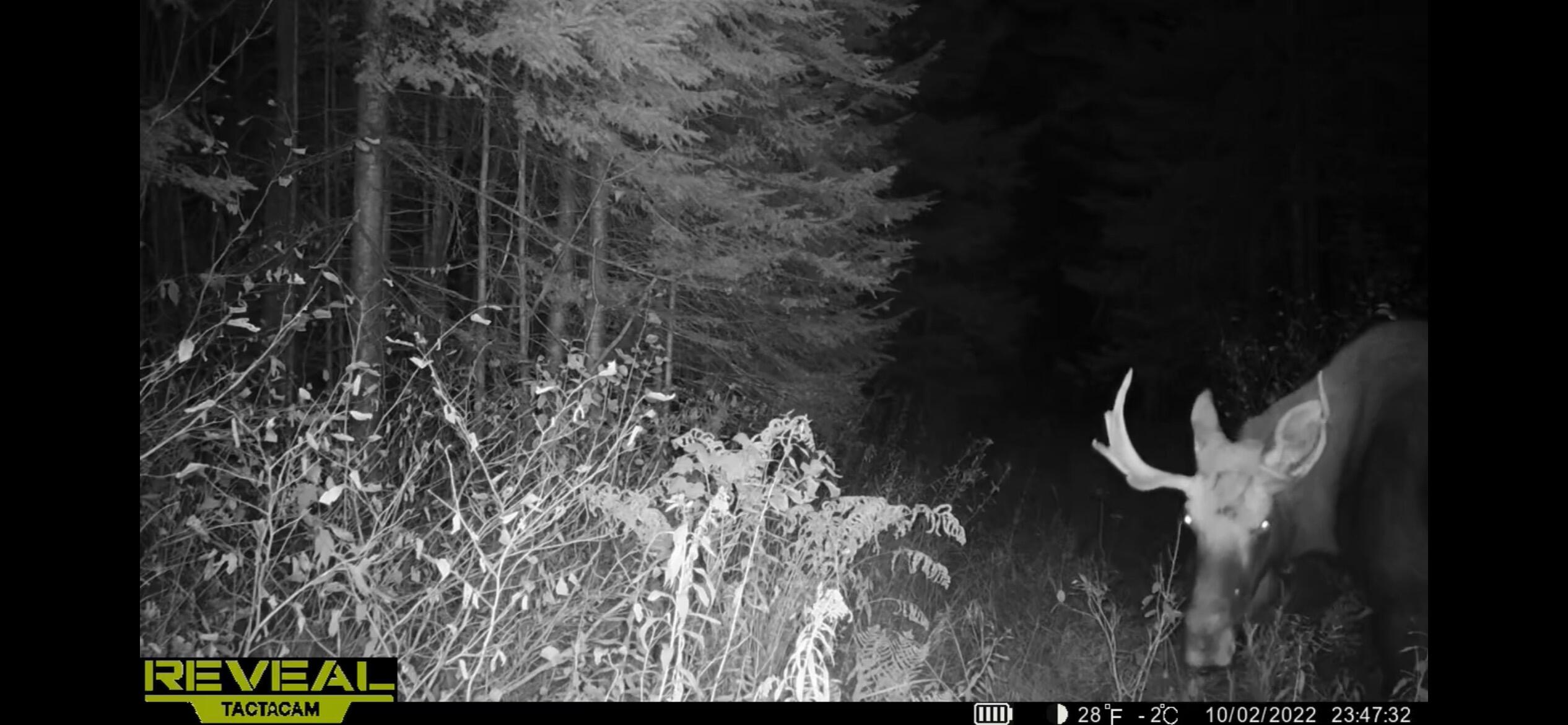 856 Wrightville Road Ashland, ME 04732 - Photo 17 of 20 IMG_2533