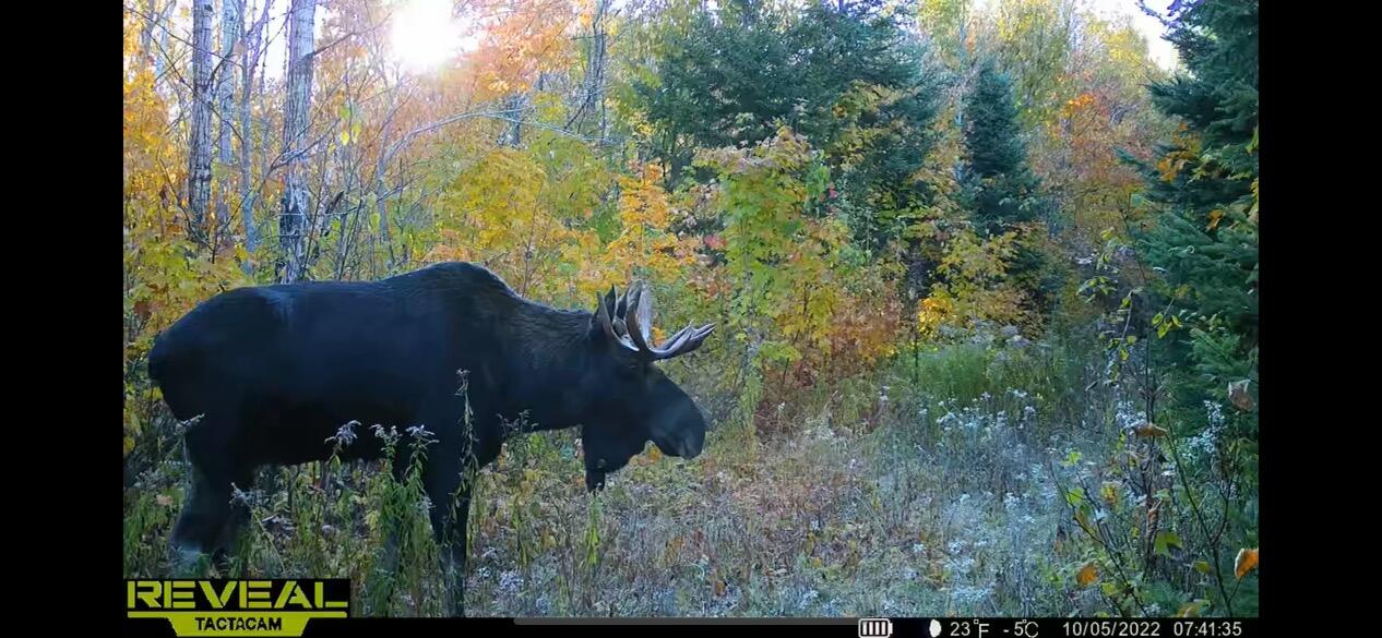 856 Wrightville Road Ashland, ME 04732 - Photo 18 of 20 IMG_2534