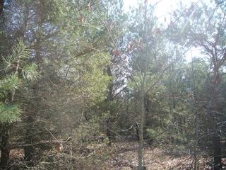 3 Pine Ridge Road Grand Haven, MI 49417 - Photo 3 of 6 Additional Photo