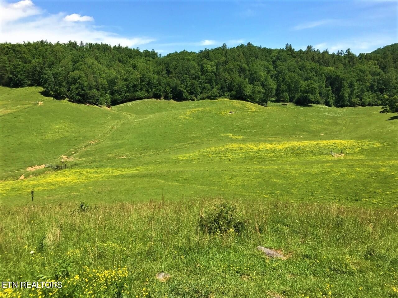 151 Timber Ridge Road Del Rio, TN 37727 - Photo 33 of 37 a view of a big yard with lots of green space
