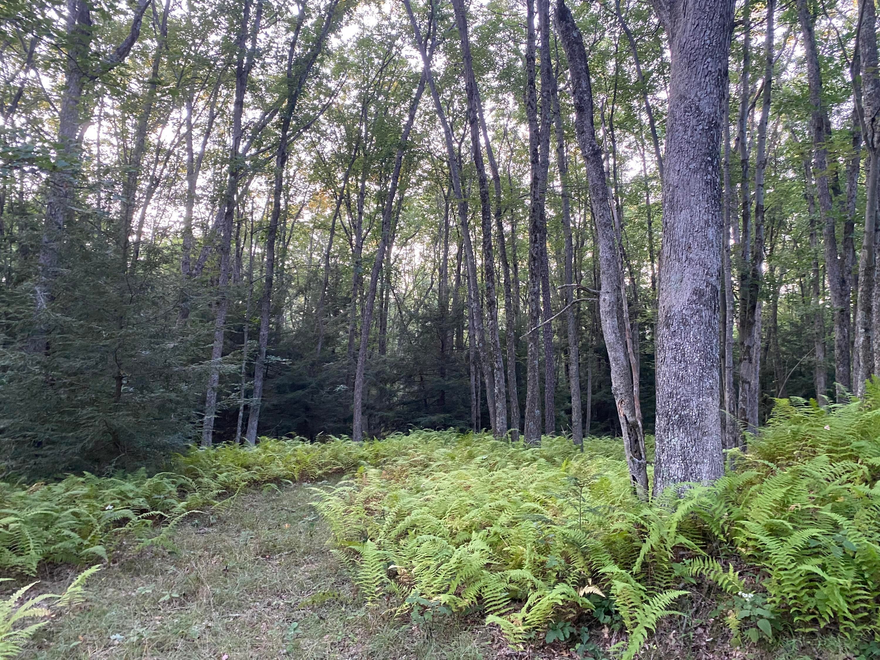 Cub Road Williamsport, PA 17701 - Photo 1 of 7 Gallery Image 1