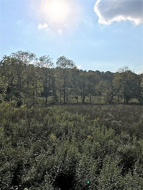 103-acres Sipple Road Dry Ridge, KY 41035 - Photo 3 of 21