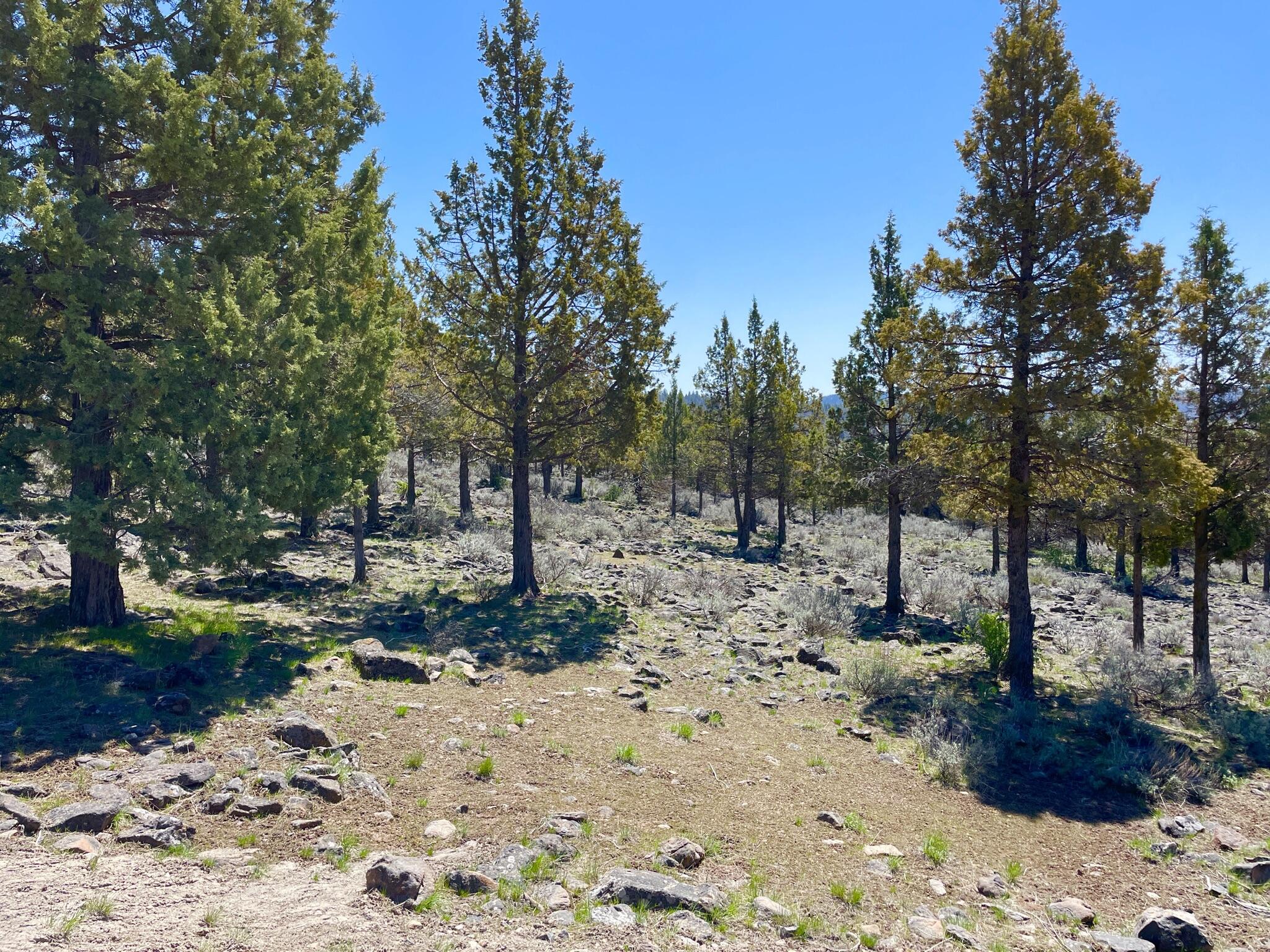 Lot 1168 Parula Road Klamath Falls, OR 97601 - Photo 6 of 6 6
