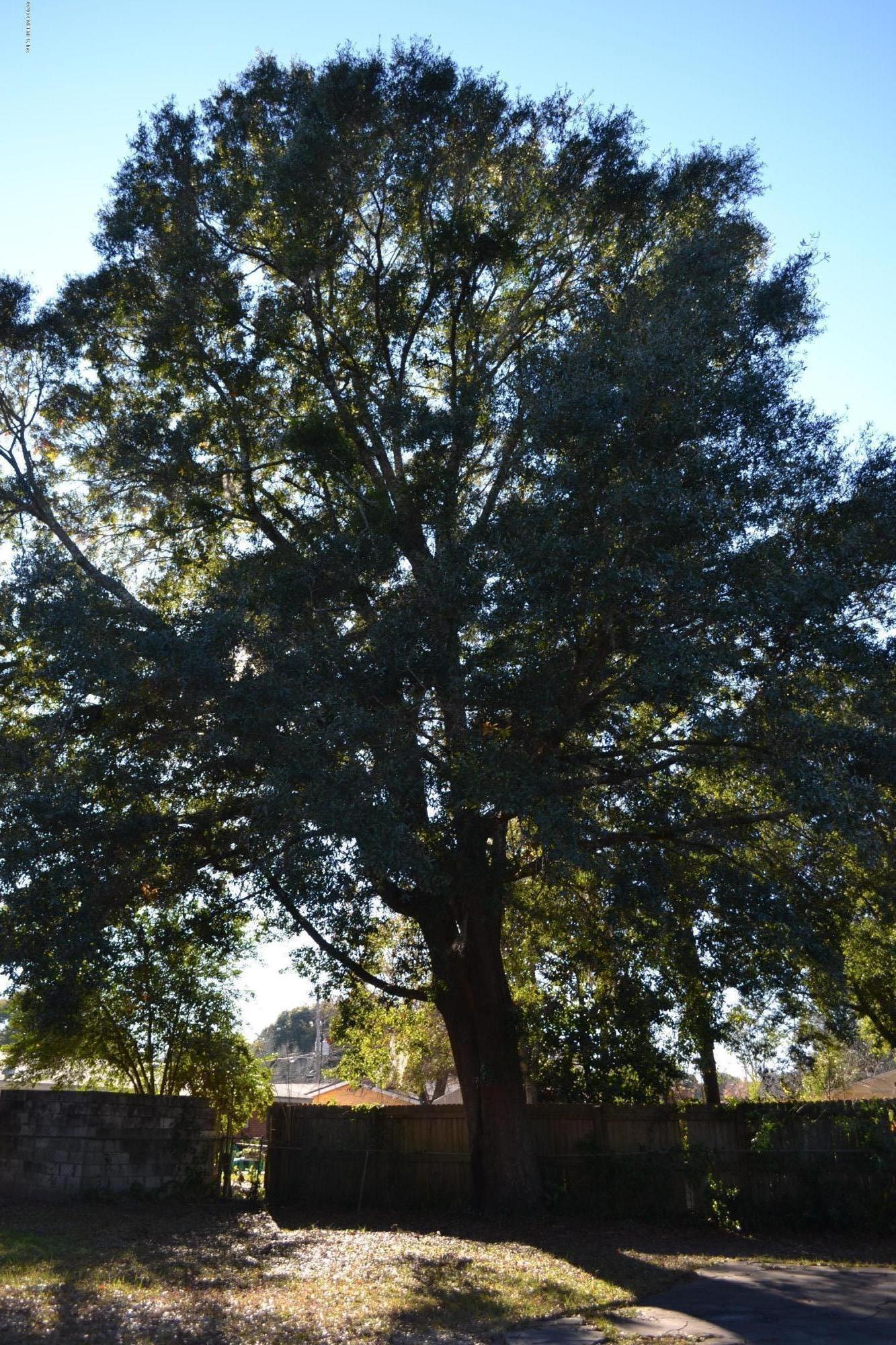5040 Arrowsmith Road Jacksonville, FL 32208 - Photo 9 of 13 Gorgeous Tree in Fenced Rear