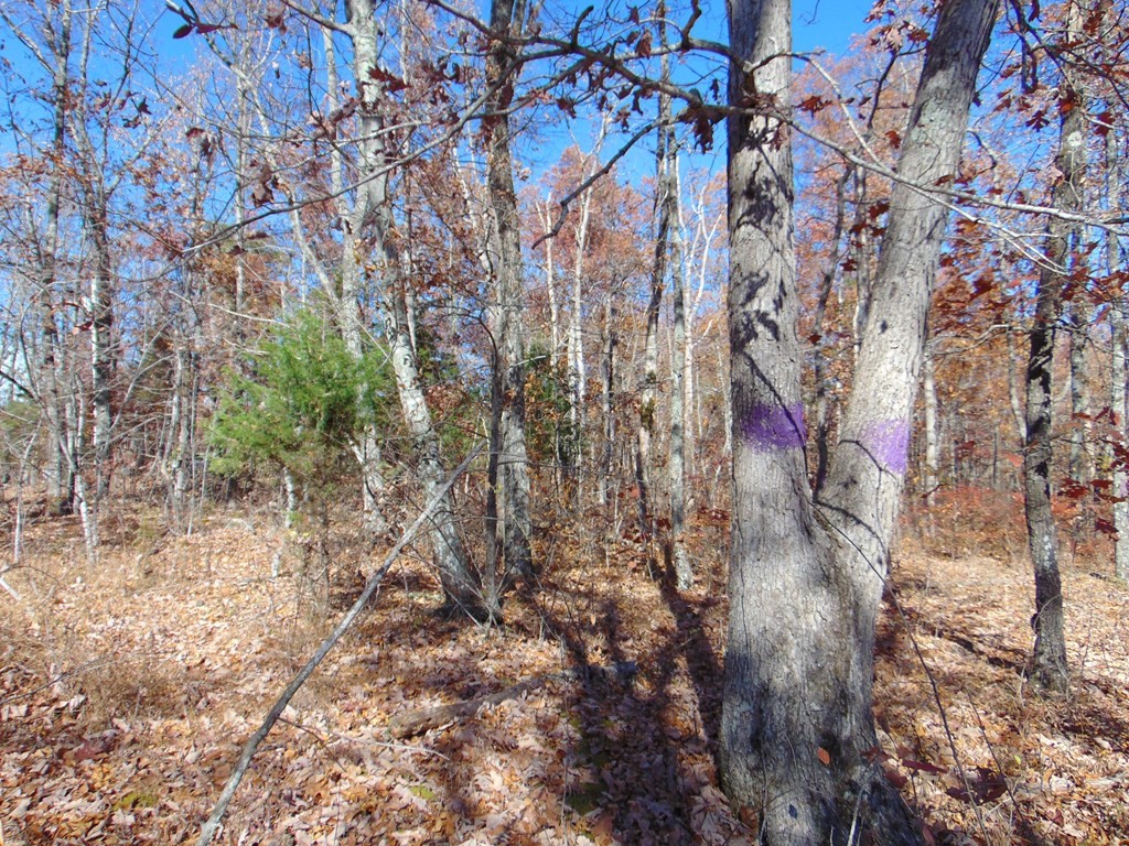 0 Raccoon Ridge Road Spring City, TN 37381 - Photo 2 of 70