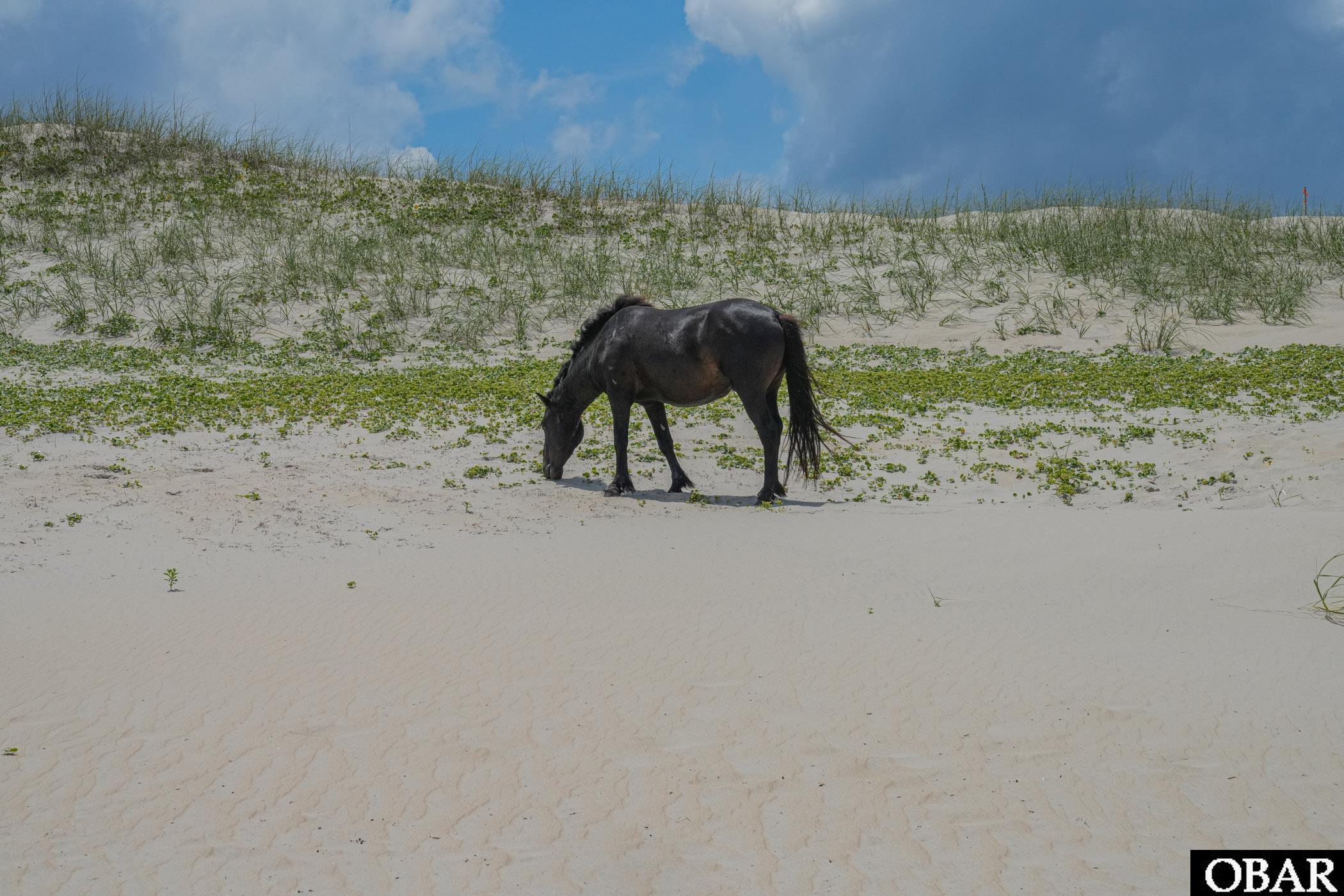 2247 Ocean Pearl Road Corolla, NC 27927 - Photo 16 of 17