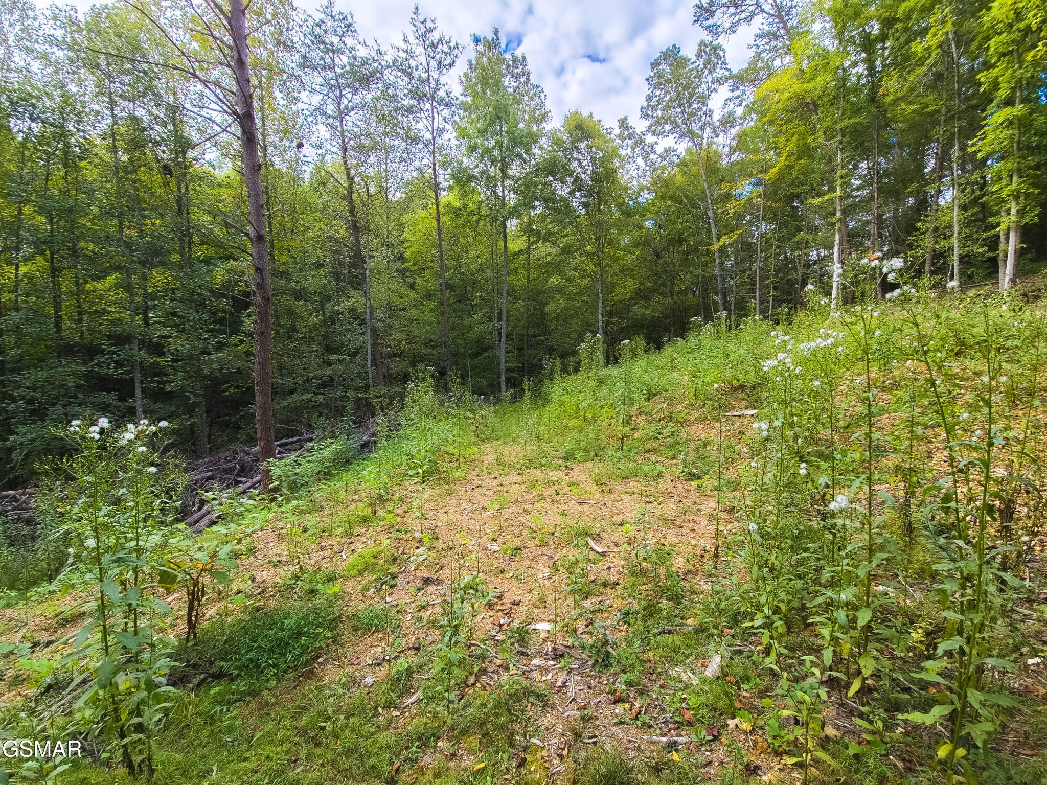 47353739 Jones Cove Road Cosby, TN 37722 - Photo 4 of 12