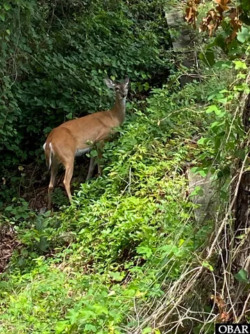 $58,000 | 110 Jimmy Court, Kill Devil Hills, NC 27948