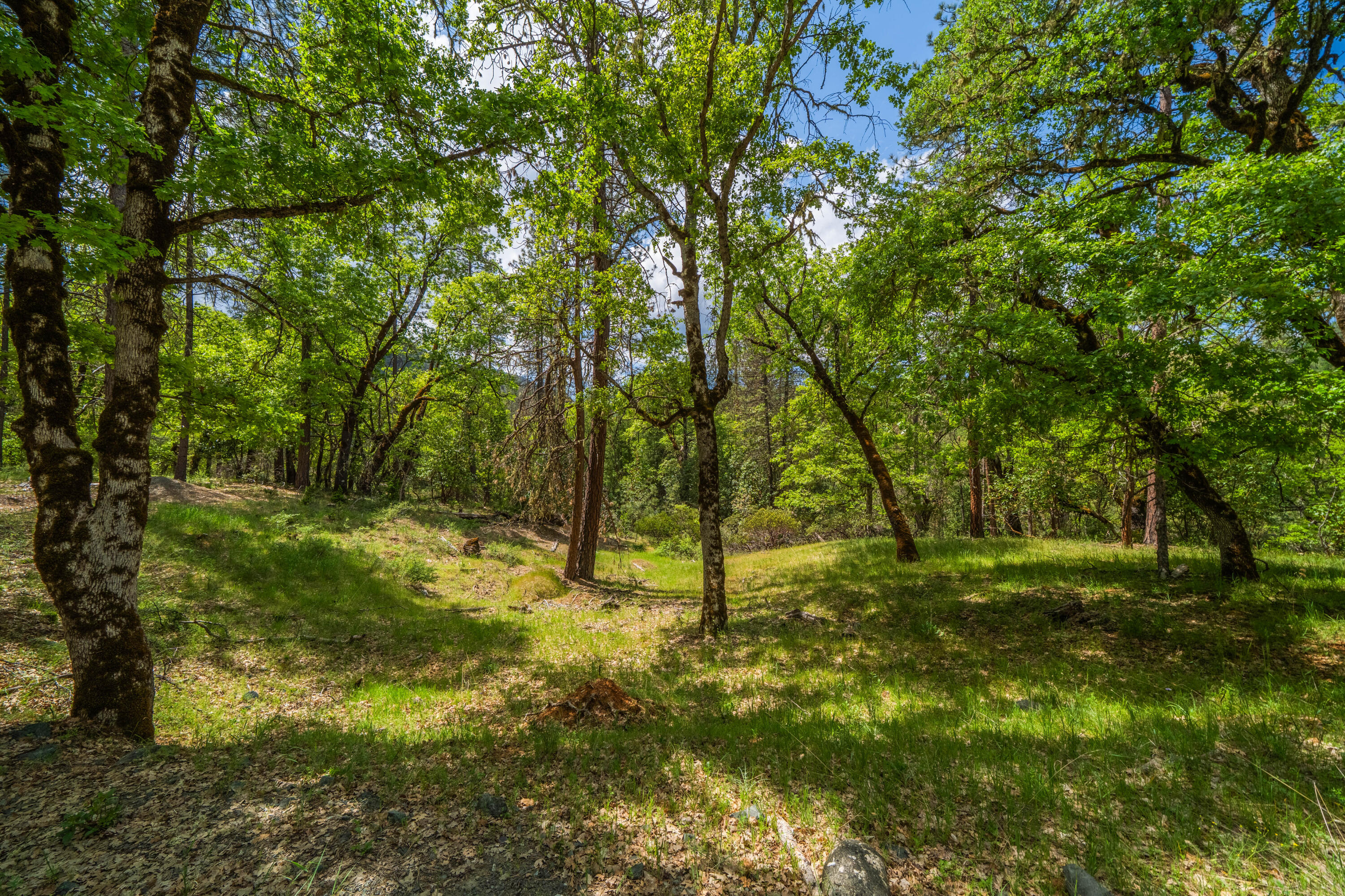 6691 Reading Creek Road Douglas City, CA 96024 - Photo 113 of 125 a view of backyard with green space