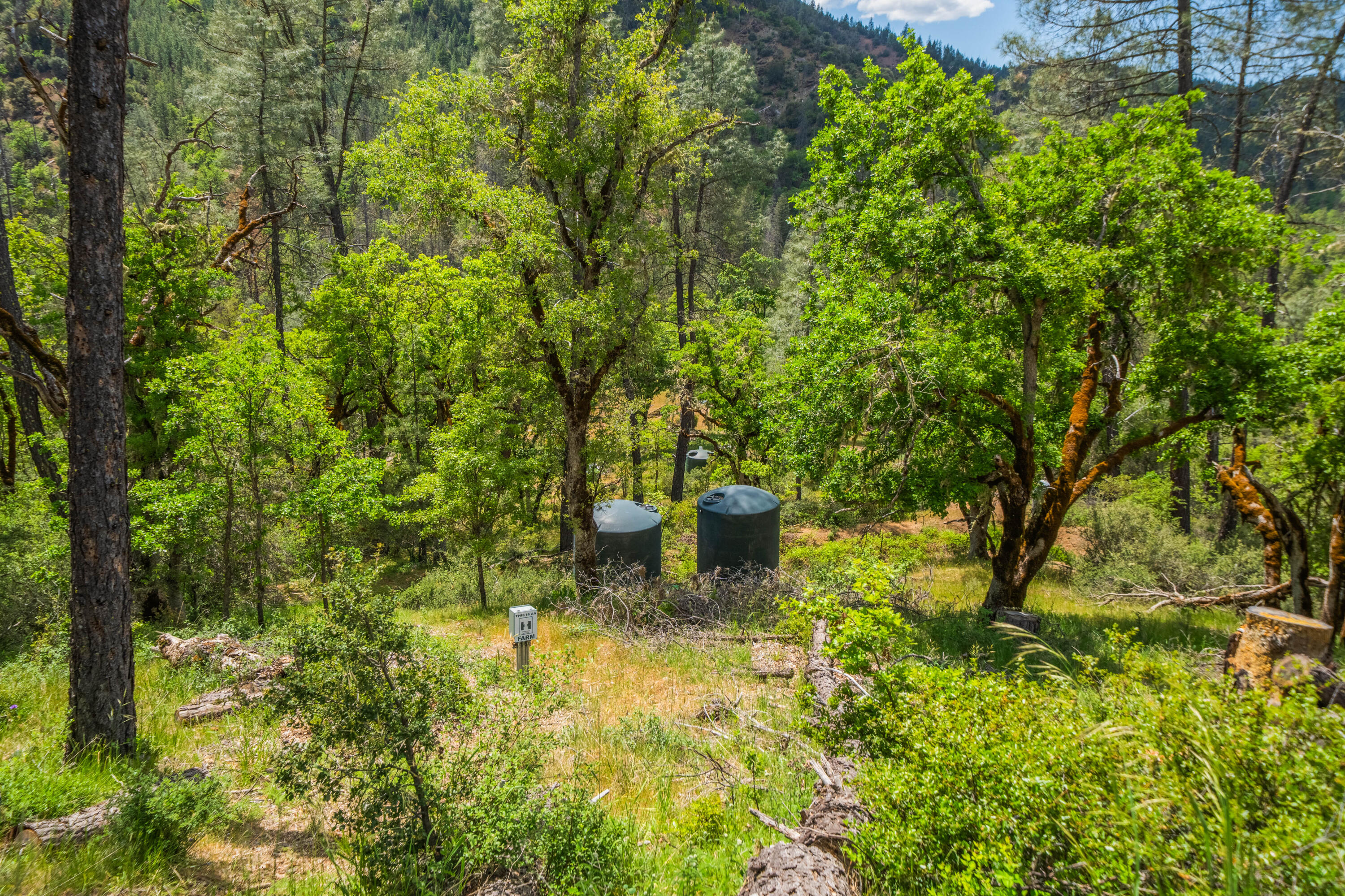 6691 Reading Creek Road Douglas City, CA 96024 - Photo 114 of 125 a view of a yard with plants