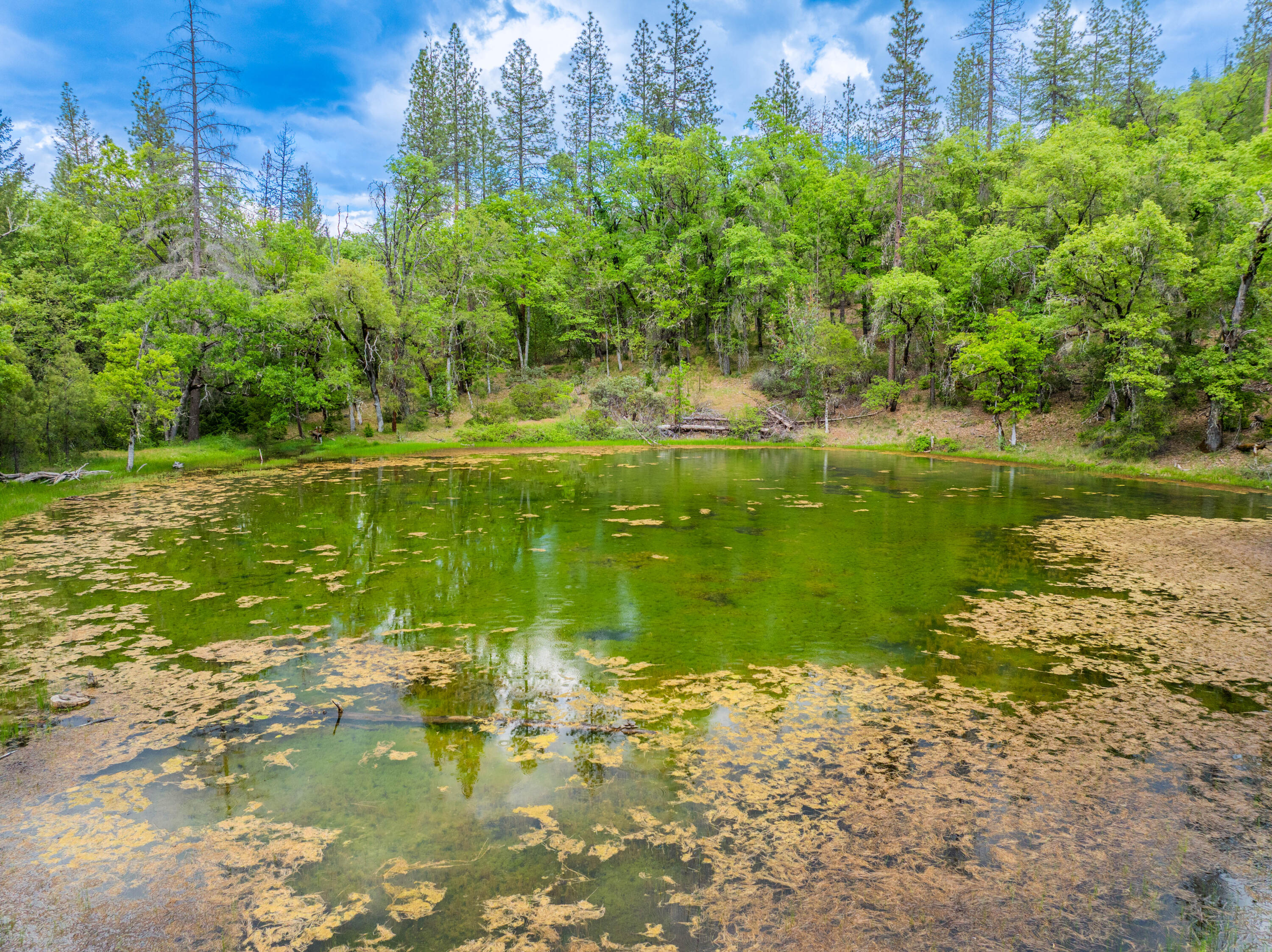 6691 Reading Creek Road Douglas City, CA 96024 - Photo 77 of 125 a view of a lake with a big yard