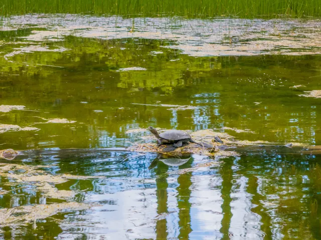 $1,378,000 | 6691 Reading Creek Road, Douglas City, CA 96024