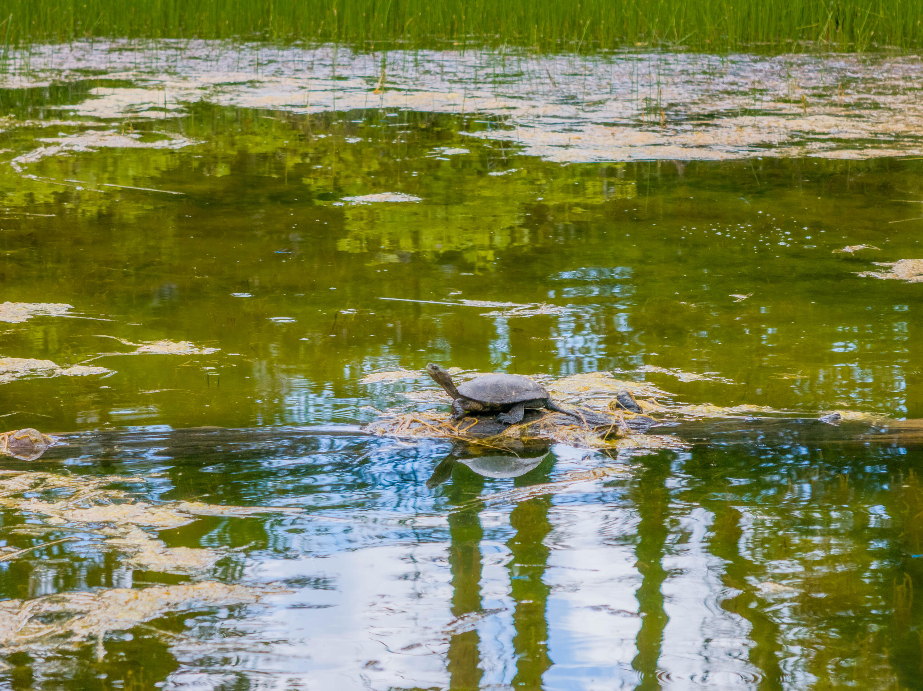 6691 Reading Creek Road Douglas City, CA 96024 - Photo 79 of 125 IMG-074