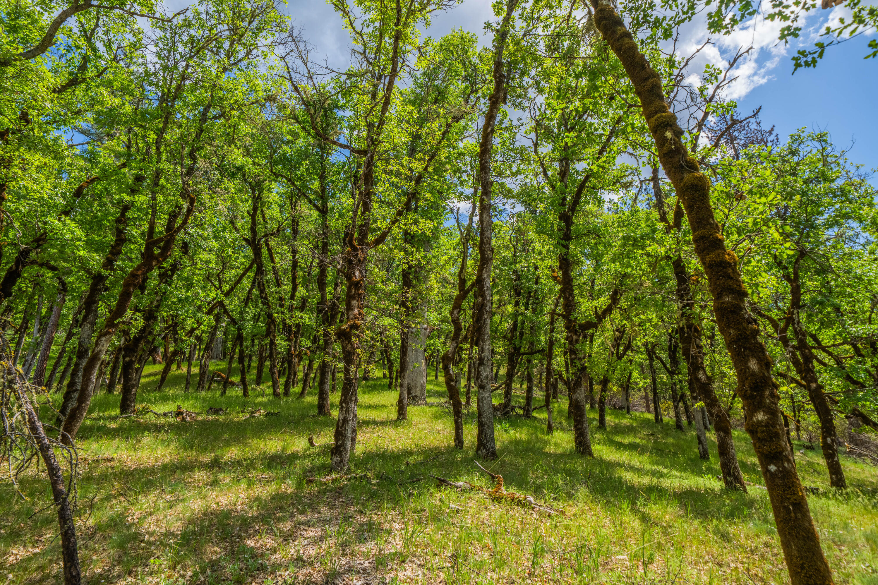 6691 Reading Creek Road Douglas City, CA 96024 - Photo 86 of 125 a view of yard