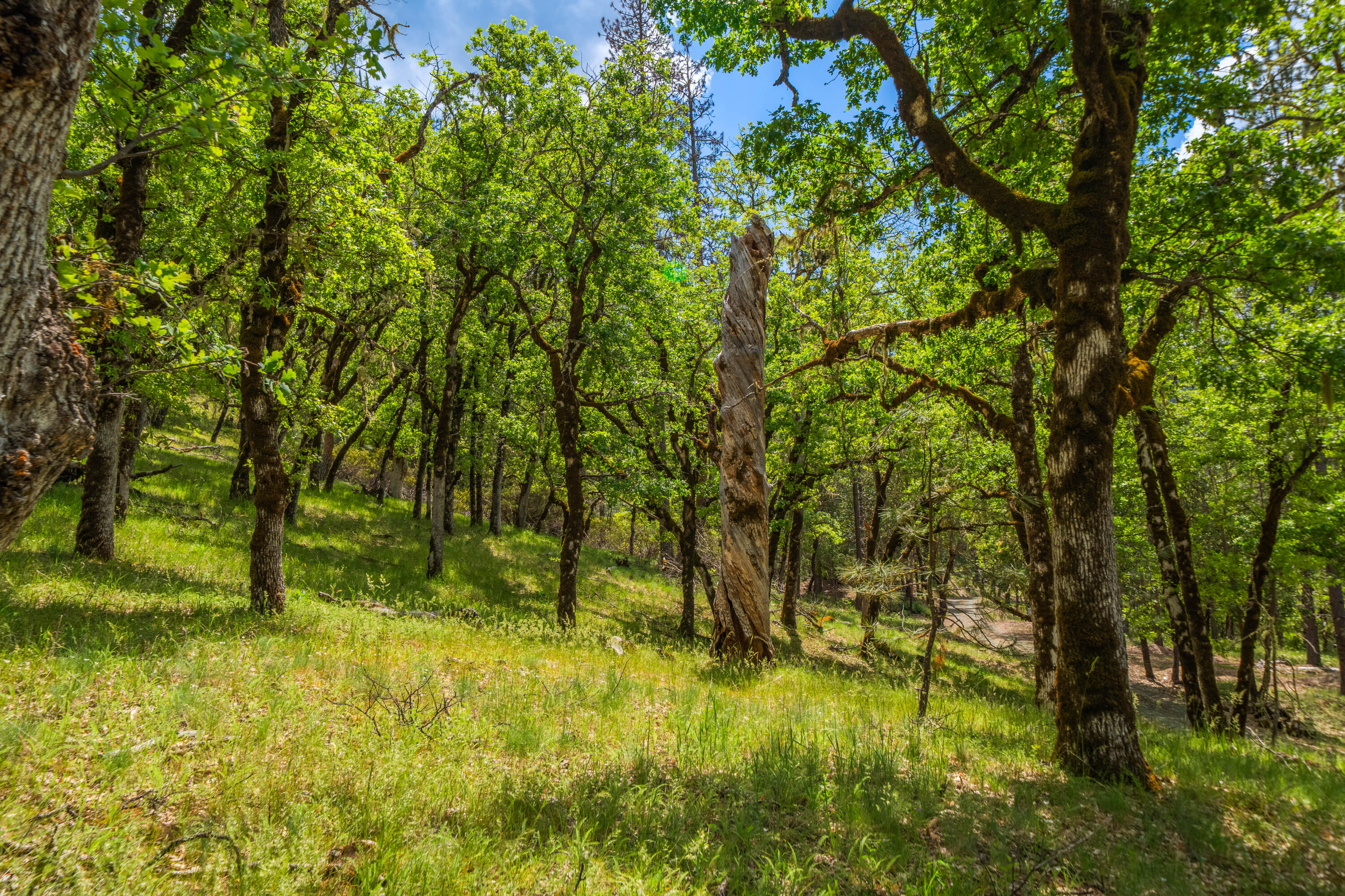 6691 Reading Creek Road Douglas City, CA 96024 - Photo 87 of 125 a backyard of a house with lots of green space