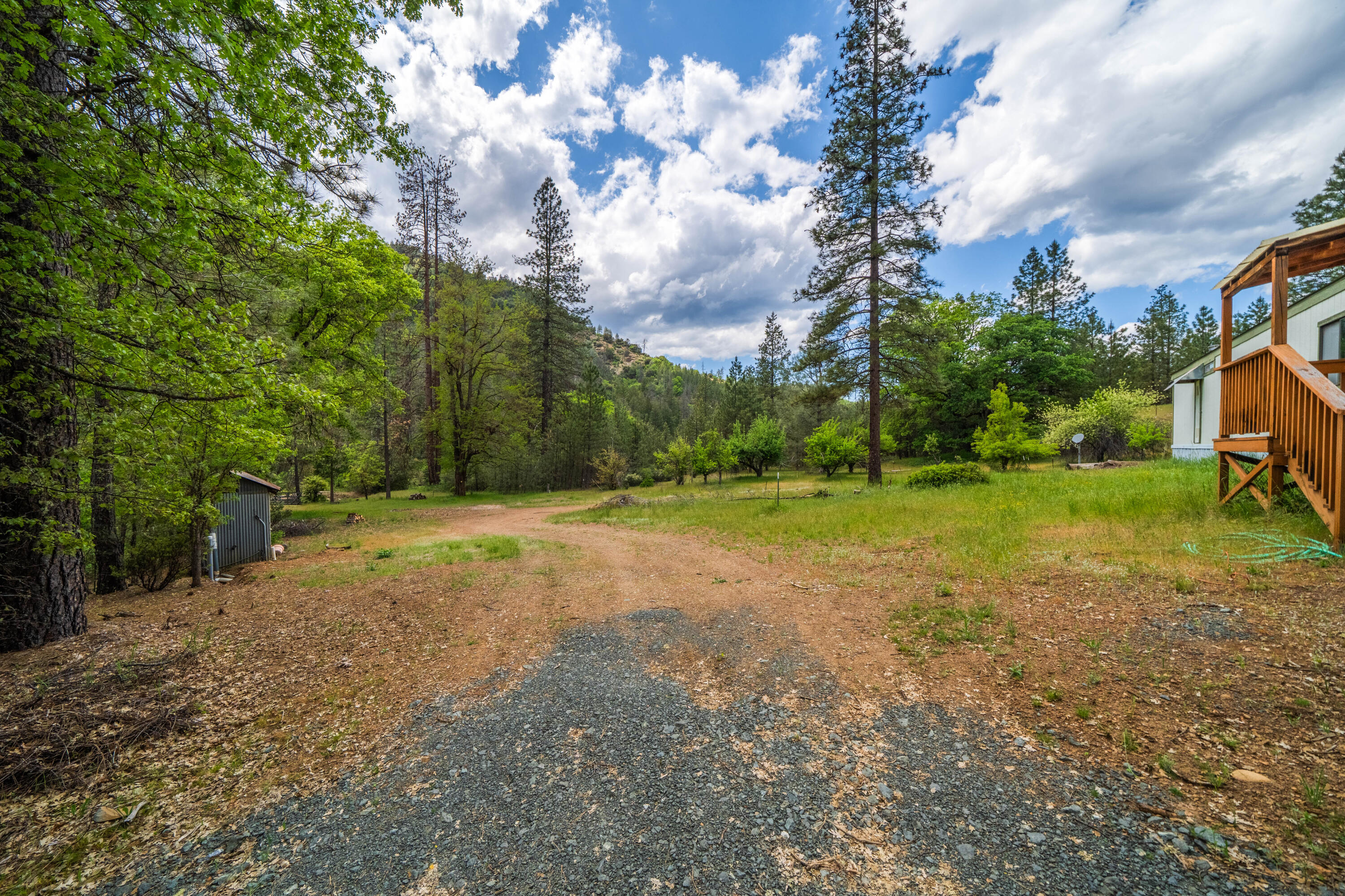 6691 Reading Creek Road Douglas City, CA 96024 - Photo 96 of 125 a view of a yard with an tree