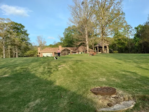a view of a tree in a yard