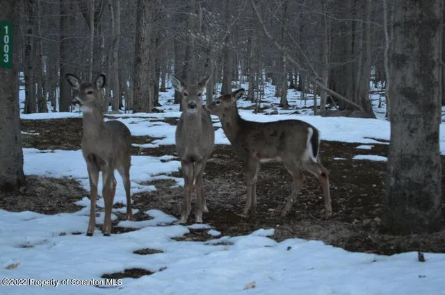 a view of a backyard with sitting area