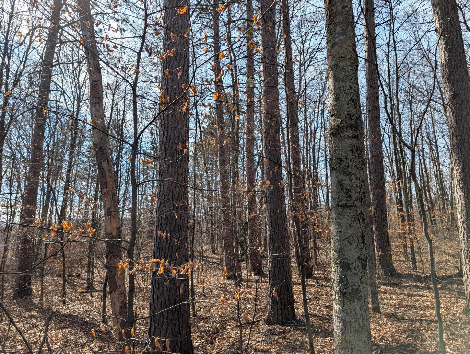 0 Other Springbrook, WI 54875 - Photo 2 of 27 Gallery Image 2
