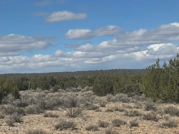 a view of a dry yard with trees in the background