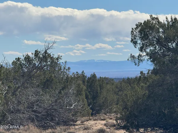 a view of a lake in middle of forest