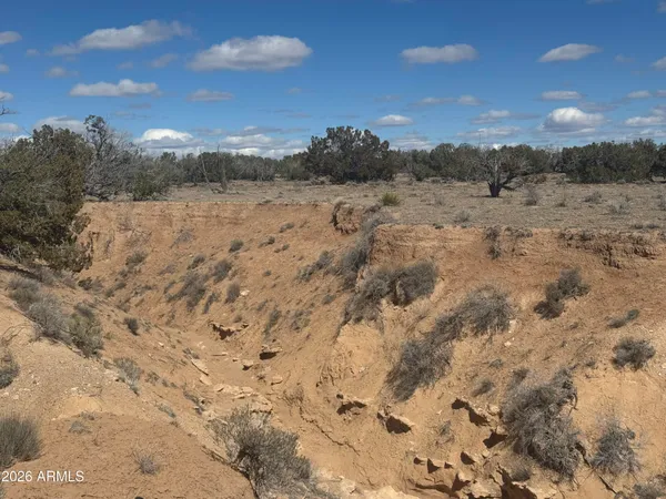 a view of a dry yard with lots of trees