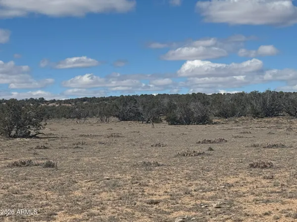 a view of a dry yard