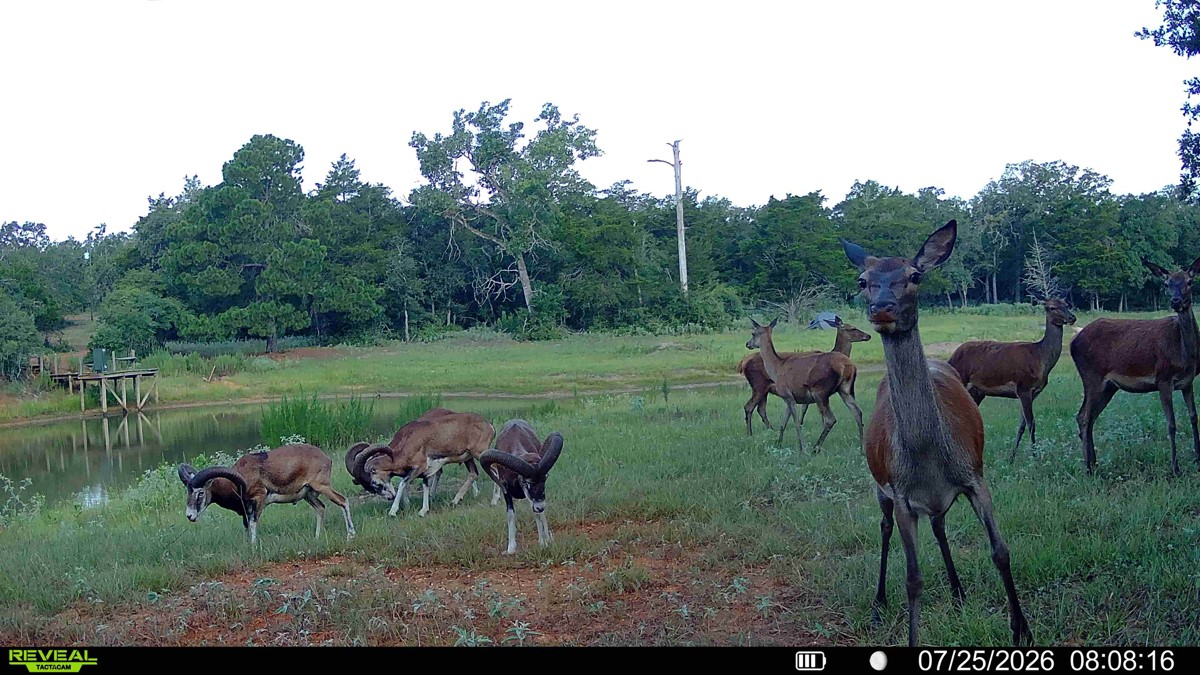 2524 Sandy Fork Road Harwood, TX 78632 - Photo 10 of 40