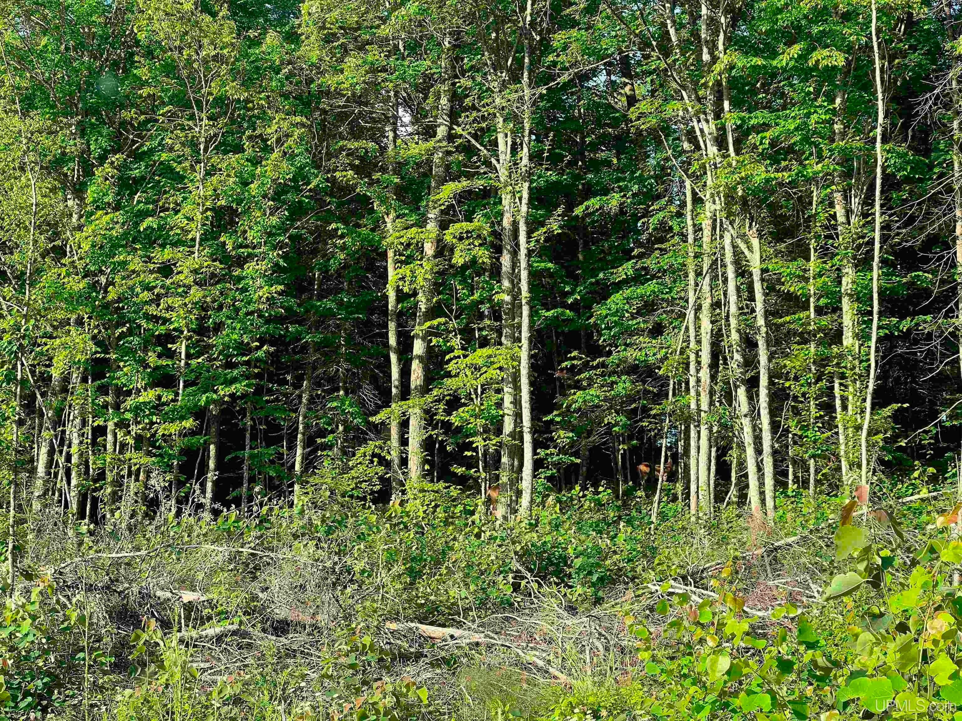 Tbd Kuivila Road Ironwood, MI 49938 - Photo 51 of 57 Gallery Image 51