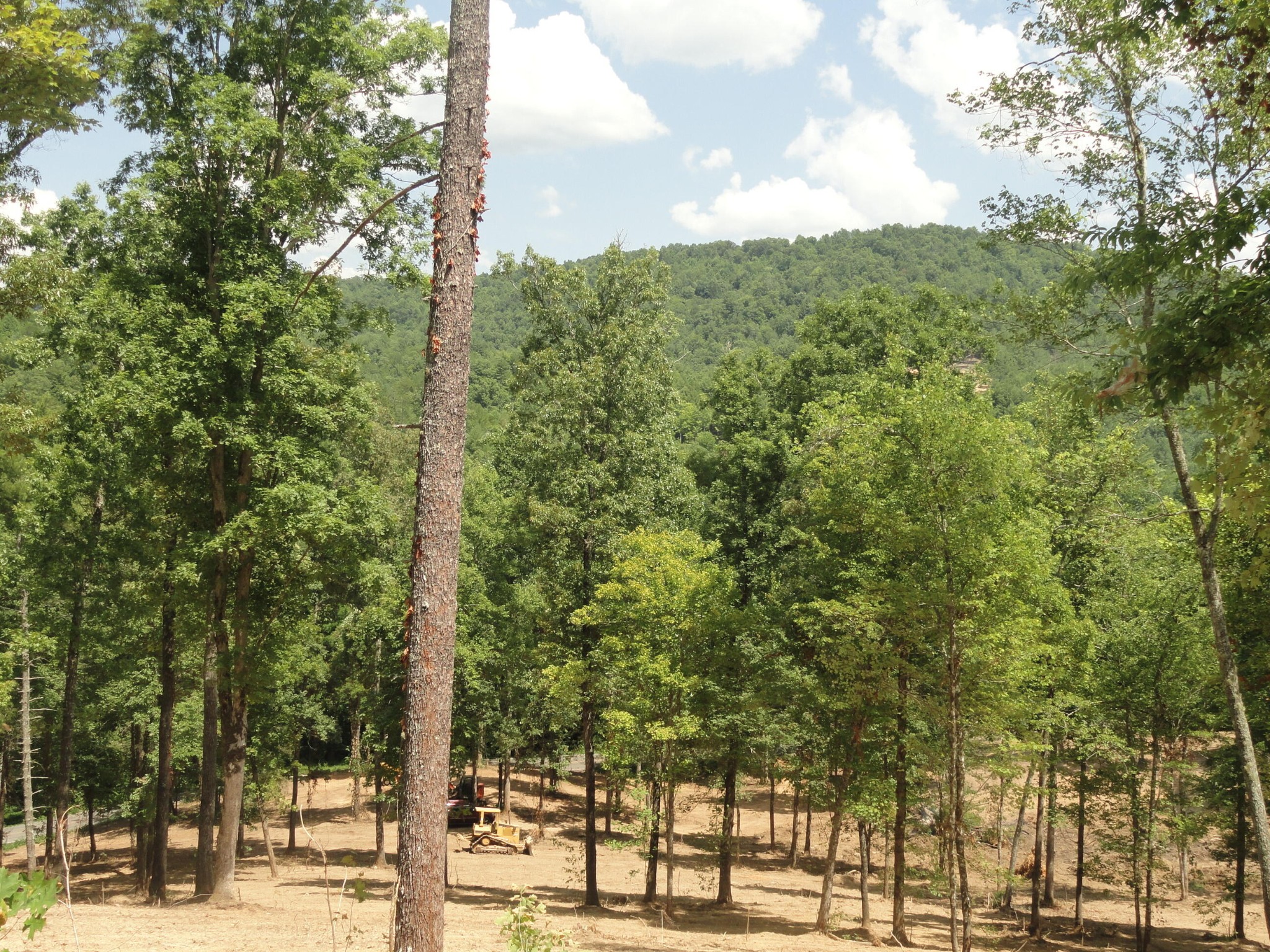 2277 Tellico Reliance Road Reliance, TN 37369 - Photo 26 of 34 a view of a yard with plants and trees