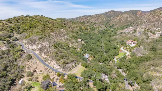 a view of a yard with plants and large tree