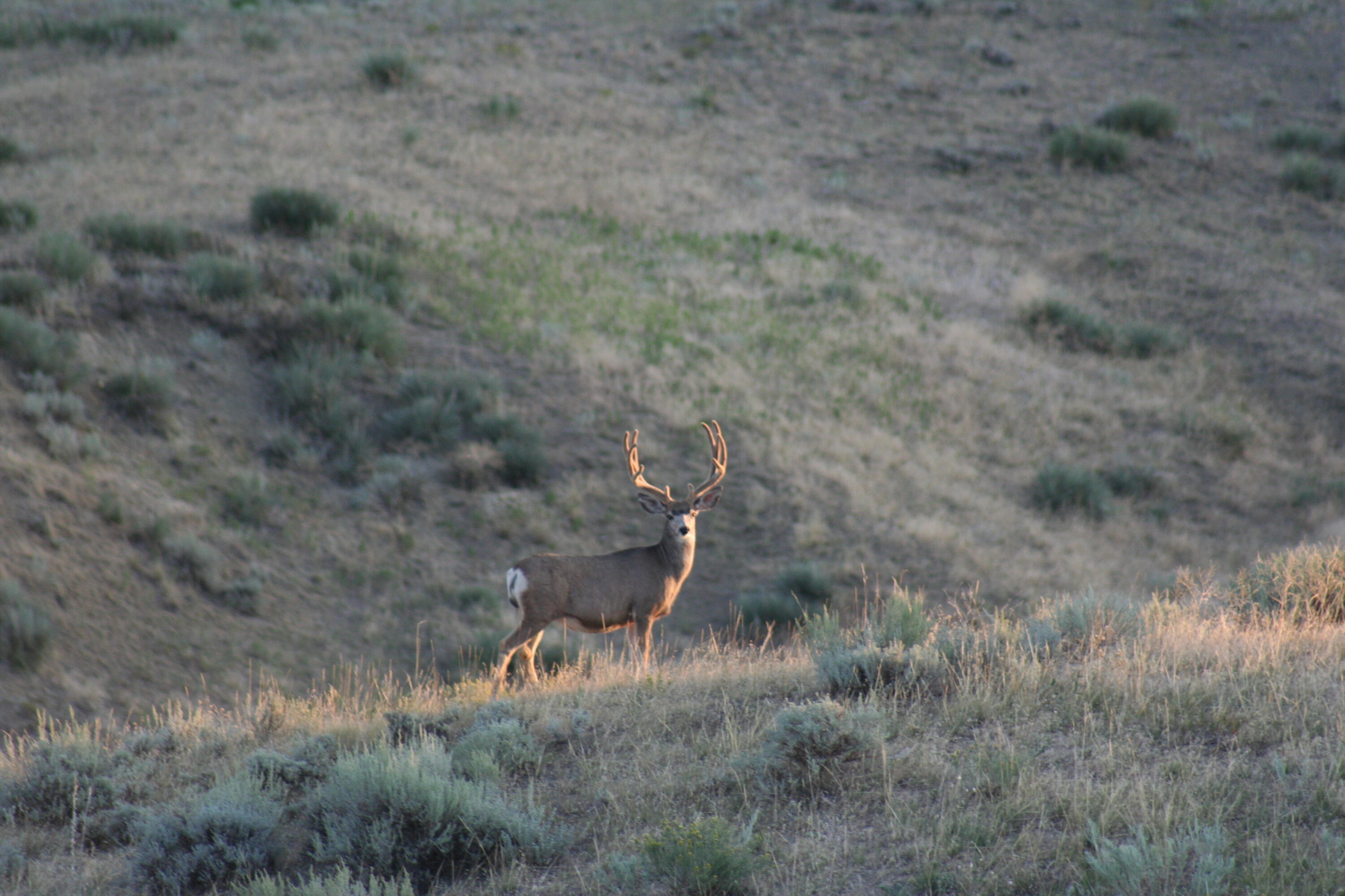 593 Lower Prairie Dog Road Sheridan, WY 82801 - Photo 30 of 142 Andy's turkey,snow,storm,2008 deer 015