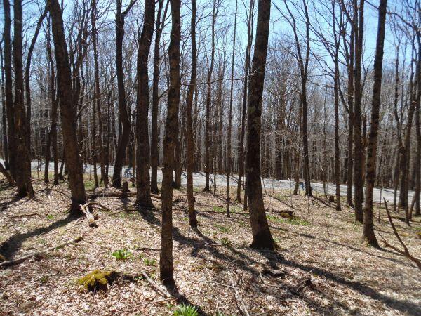 6181 Cass Road Slatyfork, WV 26209 - Photo 7 of 9 Gallery Image 7