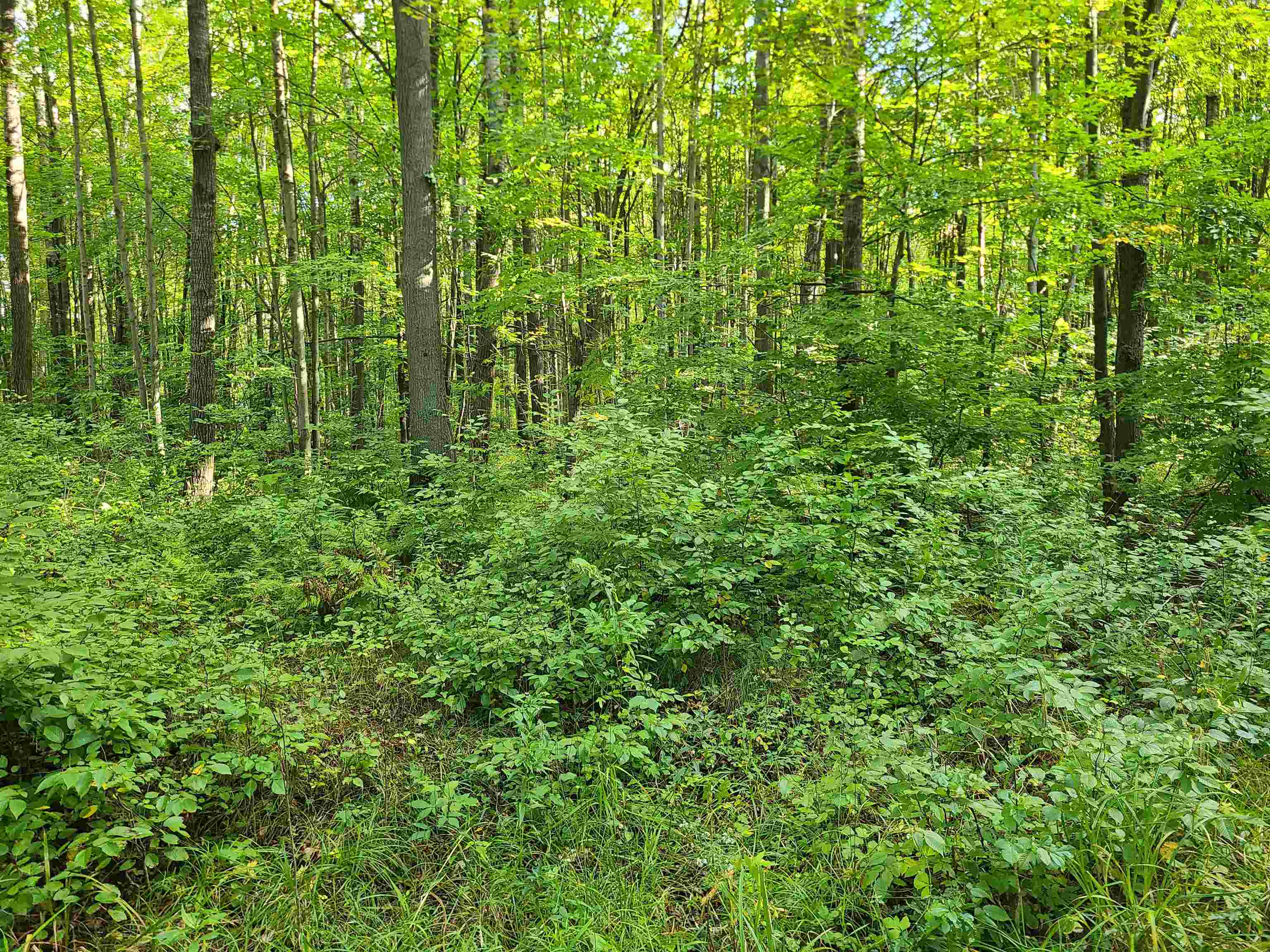 239095 Dawson Road Athens, WI 54411 - Photo 4 of 21