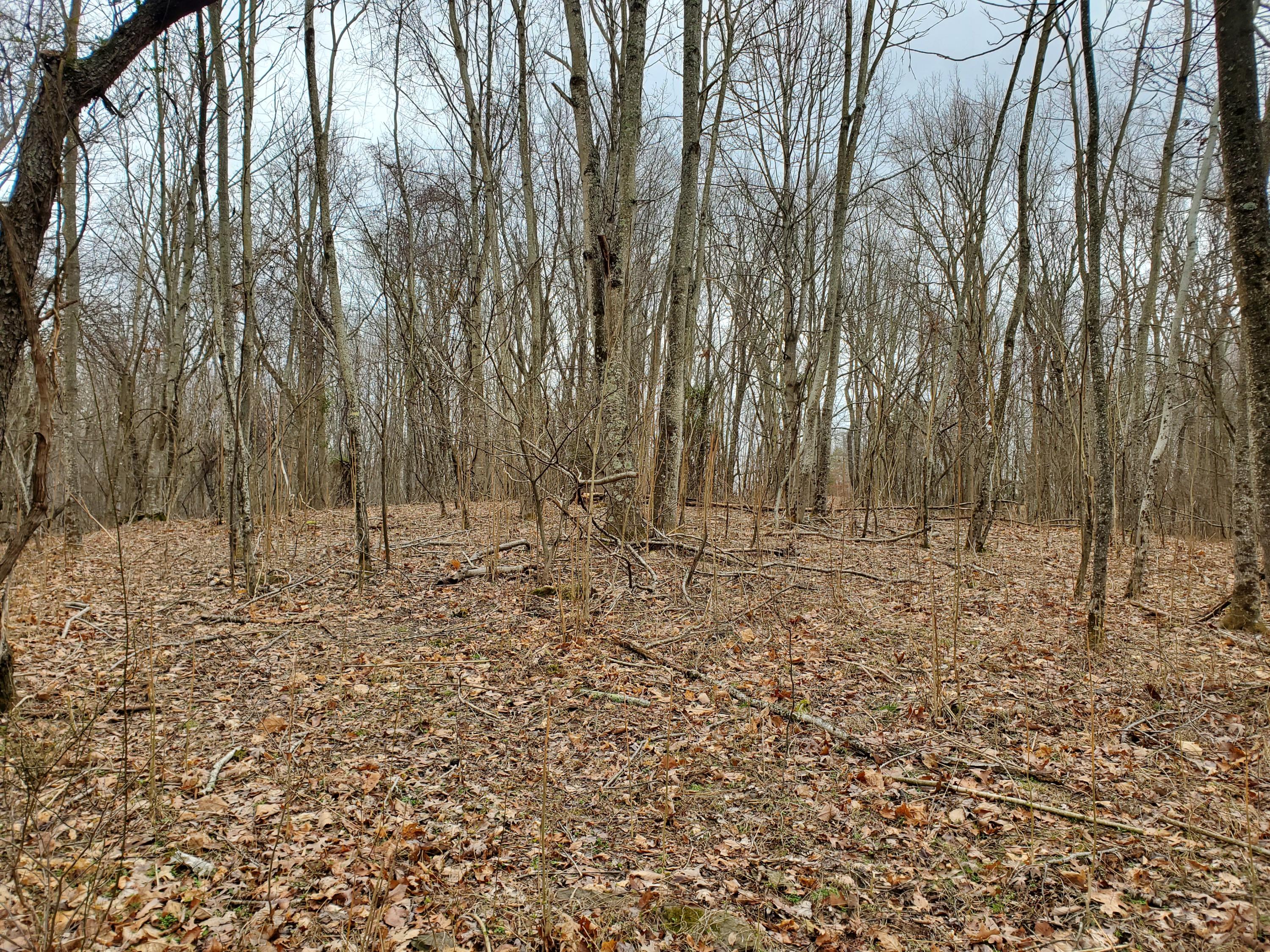 0 Morris Road Hiwassee, VA 24347 - Photo 8 of 15 a view of covered with trees