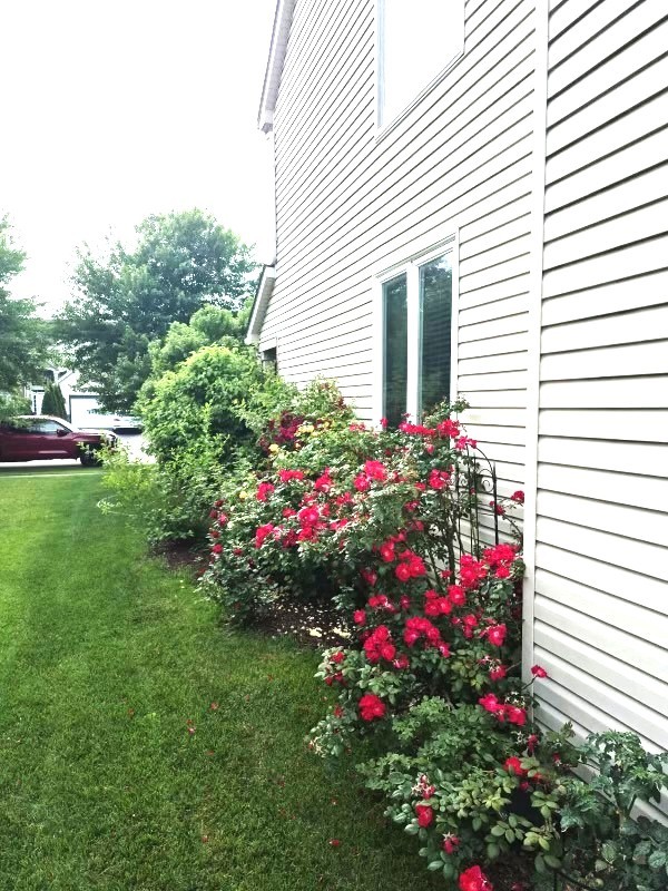 1616 Stanton Lane Plainfield, IL 60586 - Photo 27 of 40 a flower garden in front of a house