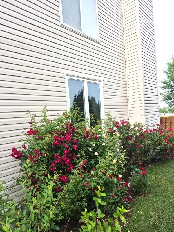 1616 Stanton Lane Plainfield, IL 60586 - Photo 28 of 40 a view of a potted plants sitting in front of a white house