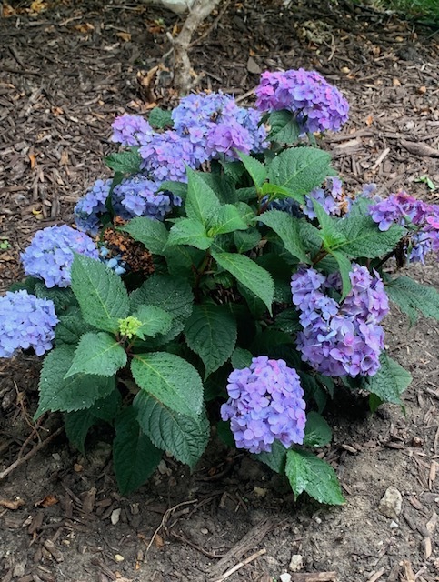 1616 Stanton Lane Plainfield, IL 60586 - Photo 30 of 40 a view of a flower in a garden