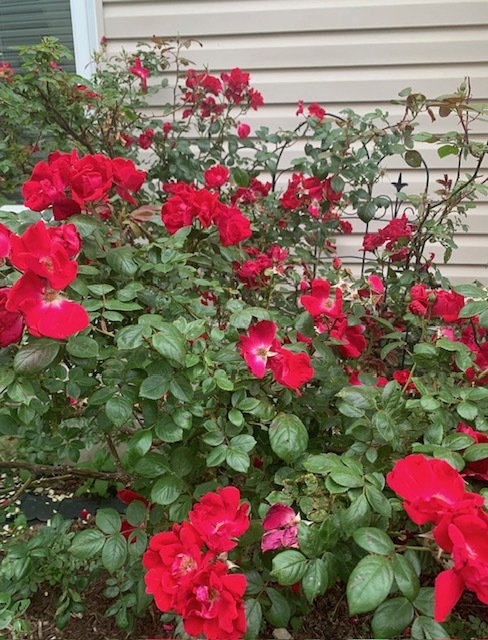 1616 Stanton Lane Plainfield, IL 60586 - Photo 34 of 40 a view of a flower
