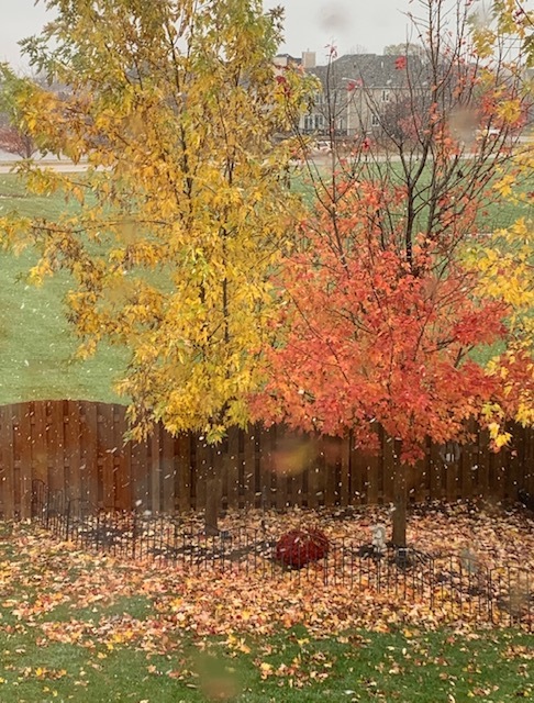 1616 Stanton Lane Plainfield, IL 60586 - Photo 37 of 40 a view of a yard with a tree